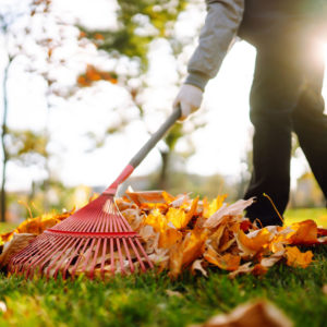 Rake with fallen leaves in the park. Janitor cleans leaves in au