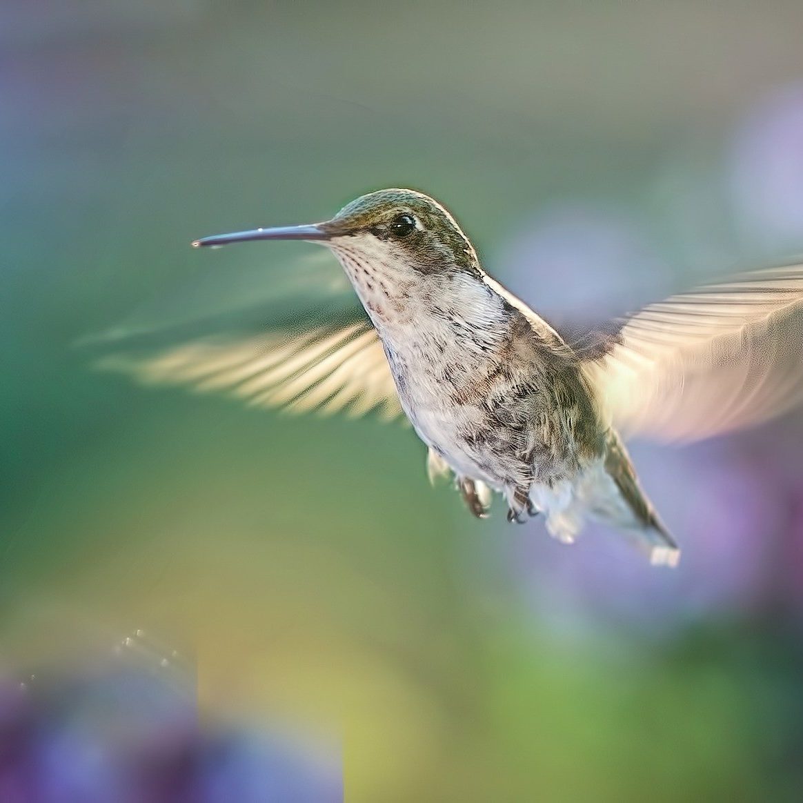 hummingbird-g7b3922e79_1920